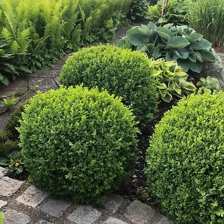 Design & * Fronreute