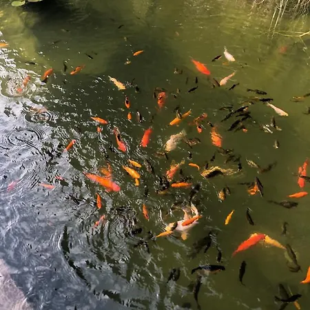 Design & Apartment *